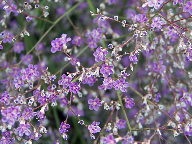 Кермек широколистный (Limonium latifolium)