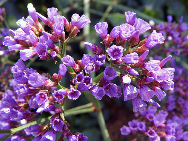 Кермек Переса (Limonium perezii)