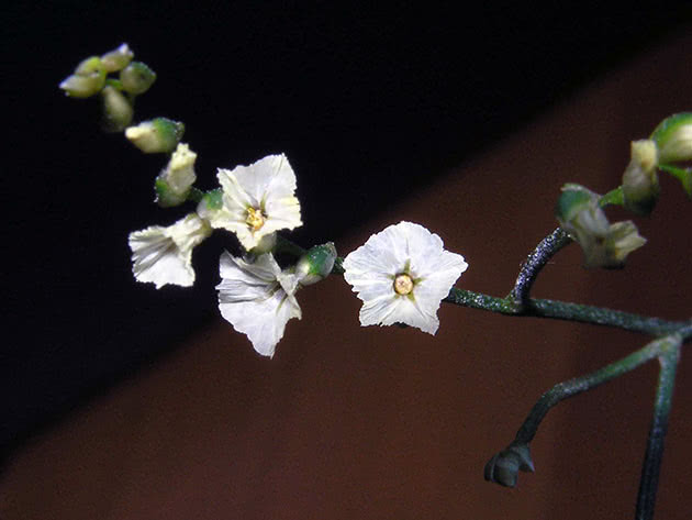 Кермек китайский (Limonium sinensis)