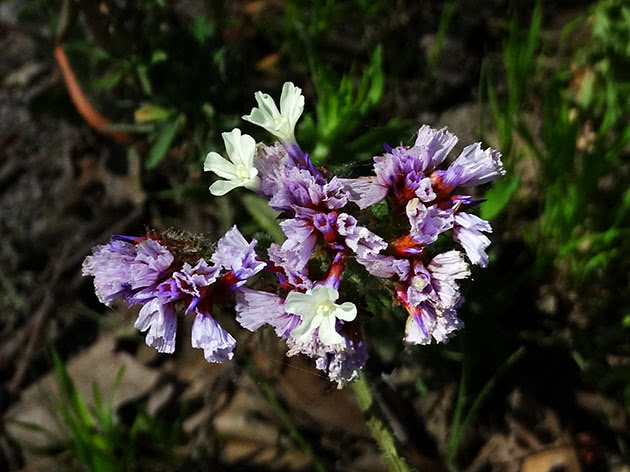 Кермек выемчатый (Limonium sinuatum)