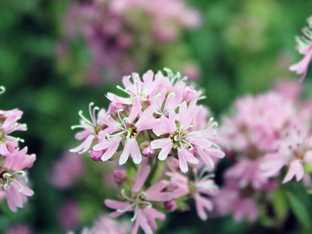 Лихнис альпийский (Lychnis alpina = Viscaria alpine = Steris alpine)