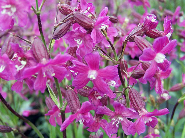 Лихнис вискария (Viscaria vulgaris = Lychnis viscaria = Silene viscaria)