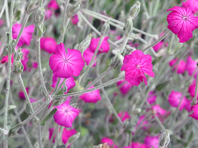 Лихнис корончатый (Lychnis coronaria = Lychnis coriacea)