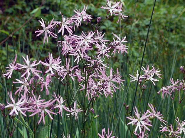 Горицвет кукушкин (Сoronaria flos-cuculi)