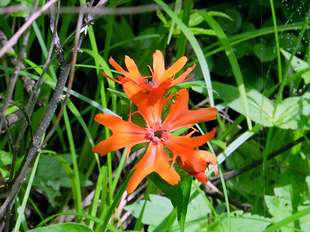 Лихнис сверкающий (Lychnis fulgens)