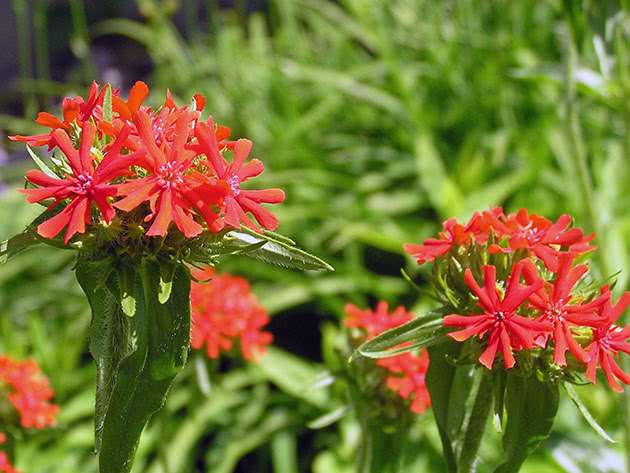 Лихнис халцедонский (Lychnis chalcedonica)