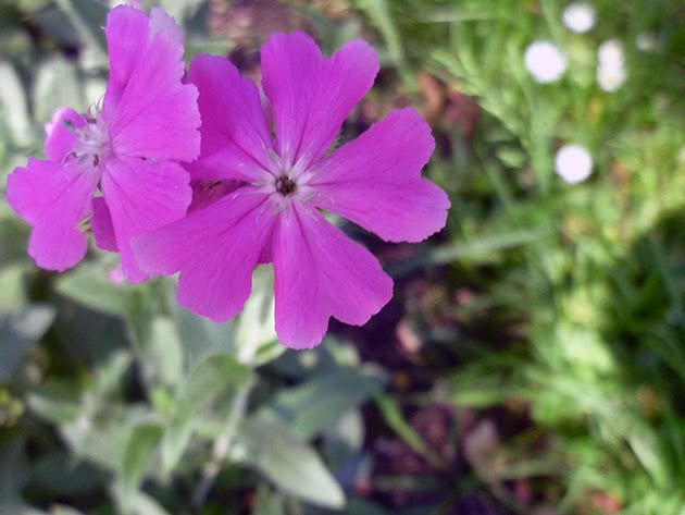 Лихнис Юпитера (Lychnis flos-jovis = Coronaria flos-jovis)