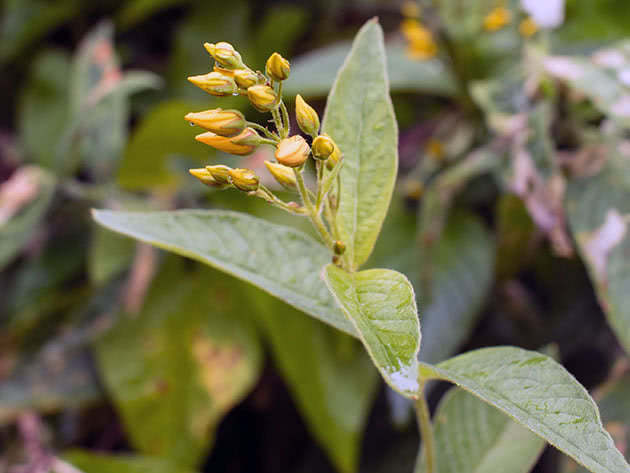 Вербейник обыкновенный (Lysimachia vulgaris)