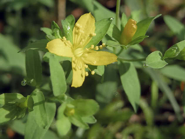 Вербейник дубравный (Lysimachia nemorum)