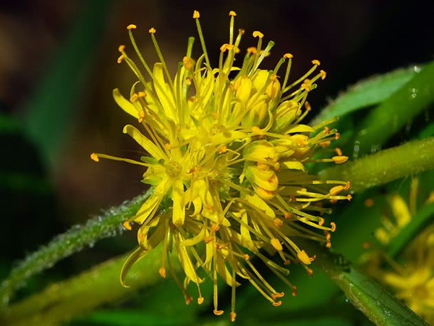 Вербейник кистецветный (Lysimachia thyrsiflora)