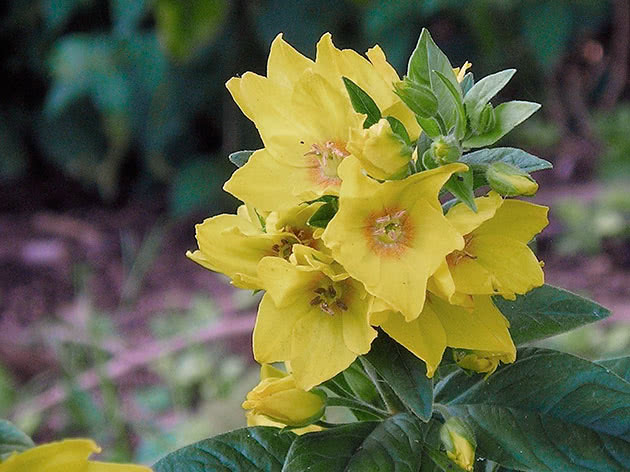 Вербейник точечный (Lysimachia punctata)