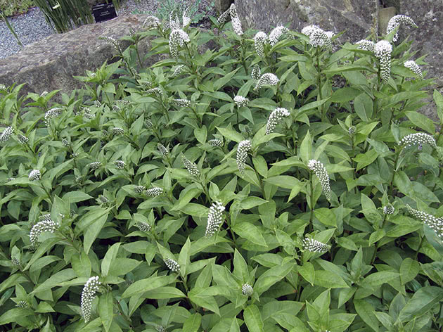Вербейник ландышевый (Lysimachia clethroides)