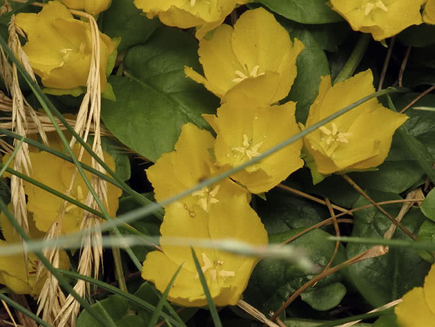 Вербейник монетчатый (Lysimachia nummularia)