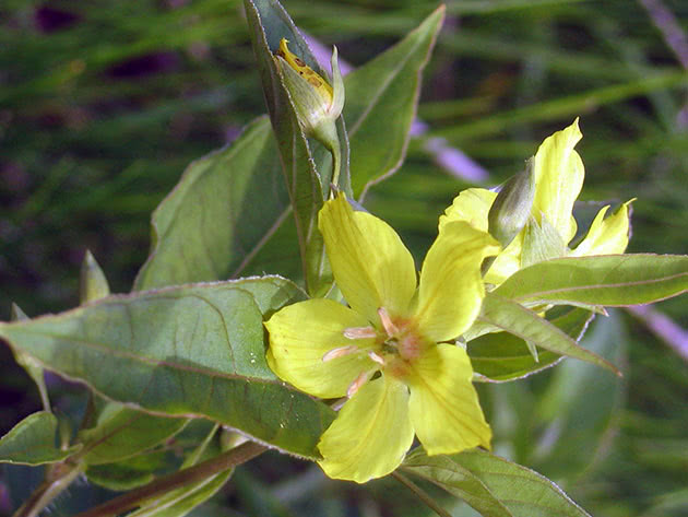 Вербейник реснитчатый (Lysimachia ciliata)