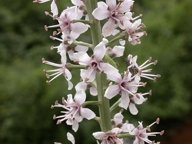 Вербейник эфемерный (Lysimachia ephemerum)