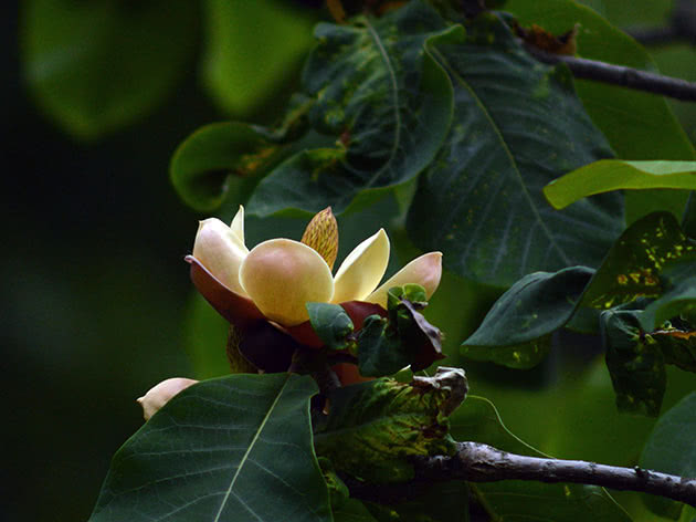 Магнолия обратнояйцевидная (Magnolia obovata)