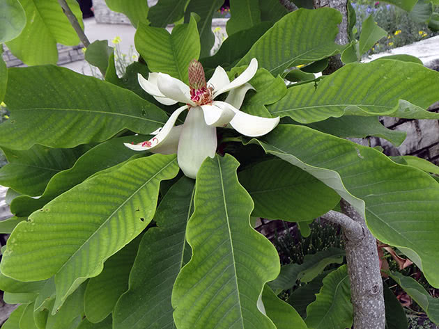 Магнолия лекарственная (Magnolia officinalis)