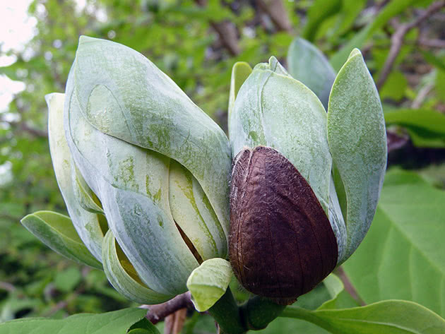 Магнолия заостренная (Magnolia acuminata)