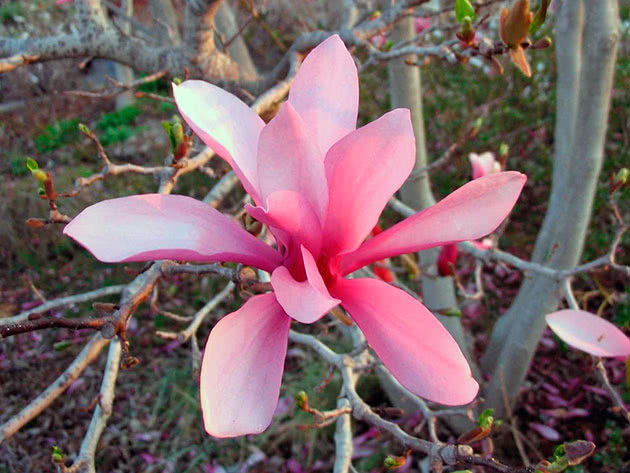 Магнолия лилиецветная (Magnolia liliflora)