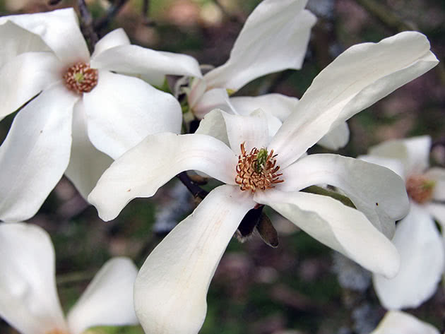 Магнолия Кобус (Magnolia kobus)
