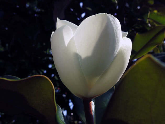 Магнолия крупноцветковая (Magnolia grandiflora)