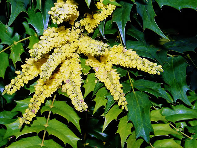 Магония японская (Mahonia japonica)