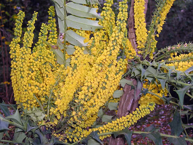 Магония ломариелистная (Mahonia lomariifolia)