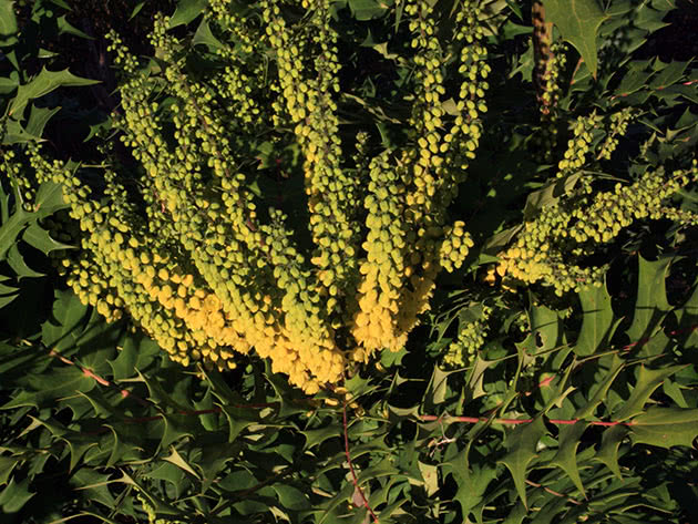 Магония Зимнее солнце (Mahonia х media Winter sun)