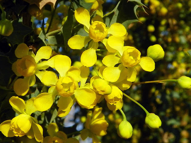 Магония Фремонти (Mahonia fremontii)