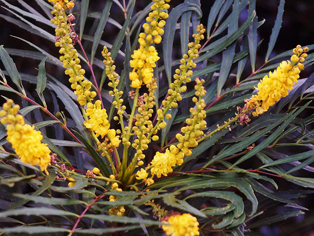 Магония прицветниковая Софт Кэрэсс (Mahonia eurybracteata Soft Caress)