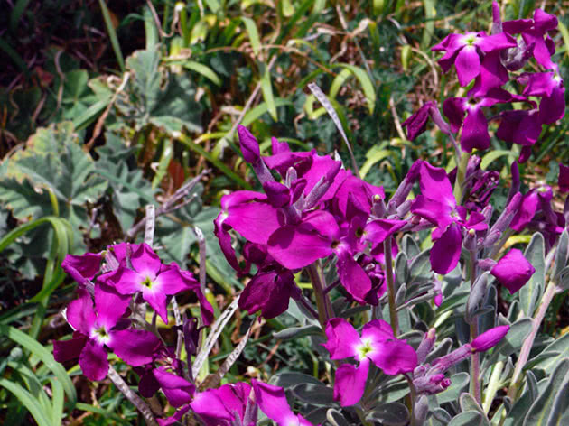 Левкой седой (Matthiola incana)
