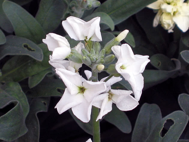 Левкой седой (Matthiola incana)