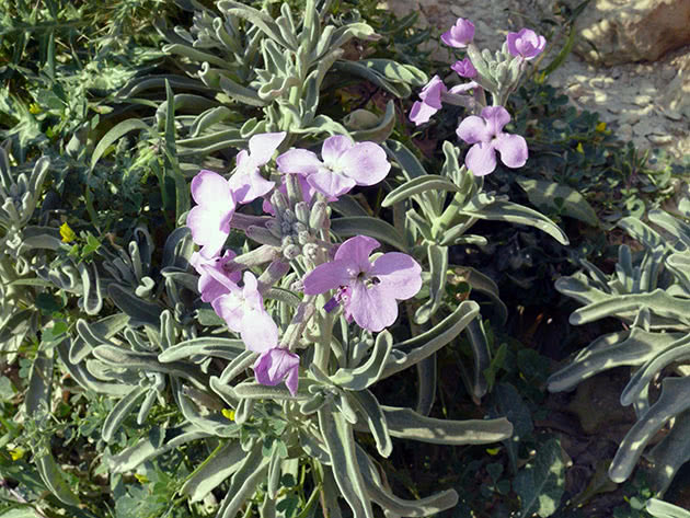 Левкой седой (Matthiola incana)