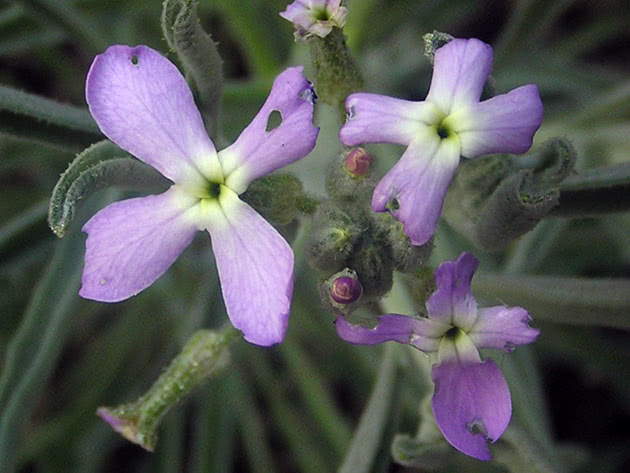 Левкой седой (Matthiola incana)