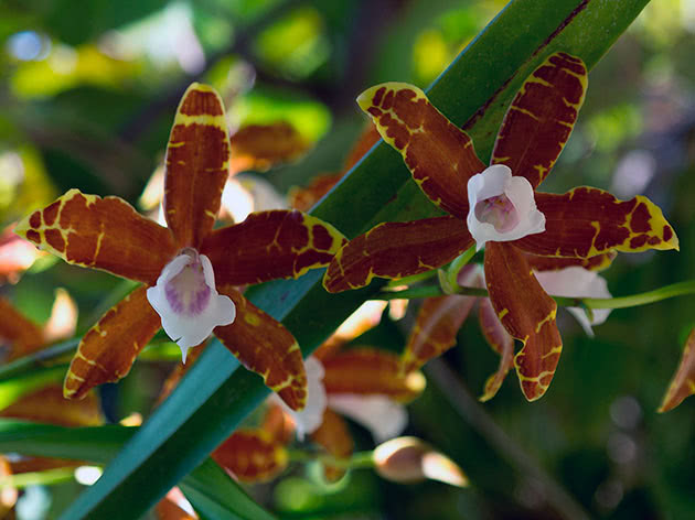 Мильтония белоснежная (Miltonia candida)
