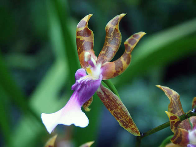 Мильтония Клоуса (Miltonia clowesii)
