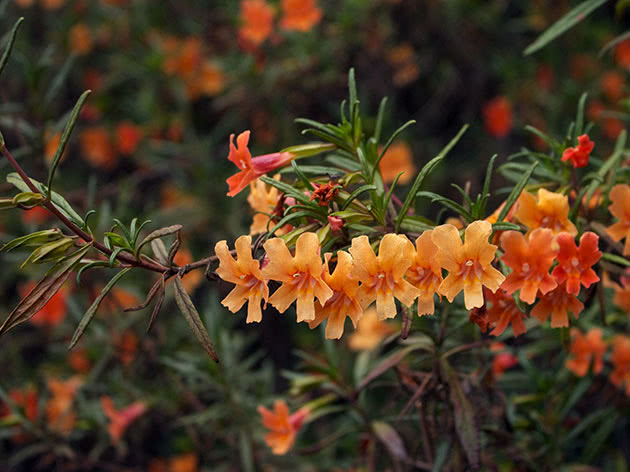 Мимулюс оранжевый (Mimulus aurantiacus)