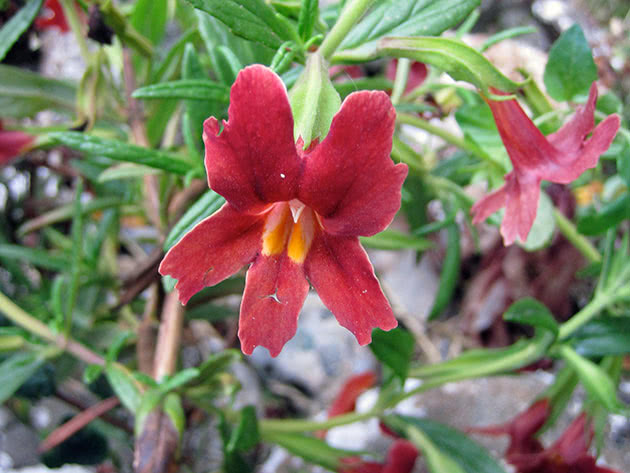 Губастик гранатный (Mimulus puniceus)
