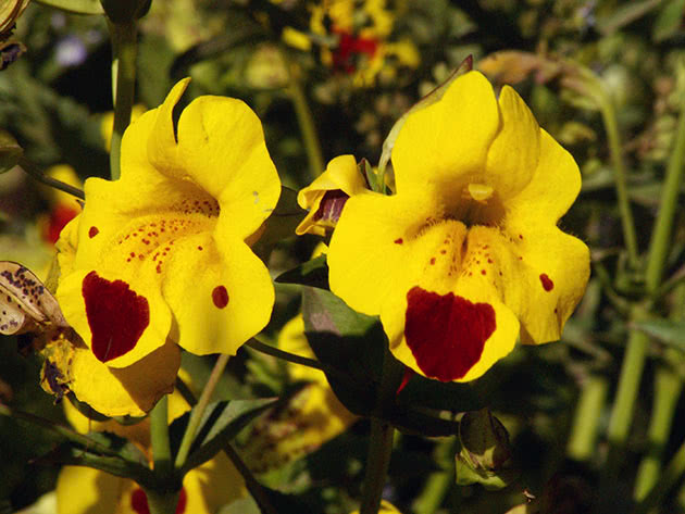 Губастик желтый (Mimulus luteus)