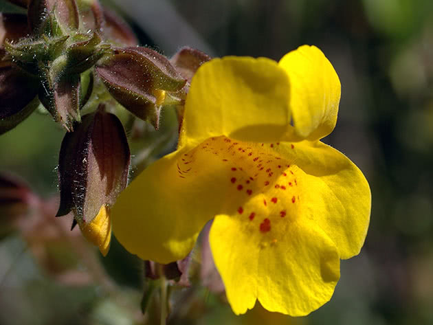 Мимулюс крапчатый (Mimulus guttatus)