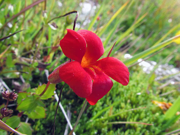 Мимулюс медно-красный (Mimulus cupreus)