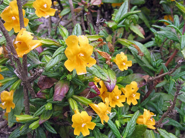 Мимулюс мускусный (Mimulus moschatus)
