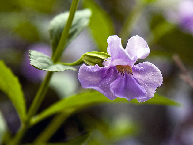 Мимулюс разинутый (Mimulus ringens)