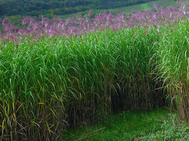 Мискантус гигантский / Miscanthus giganteus