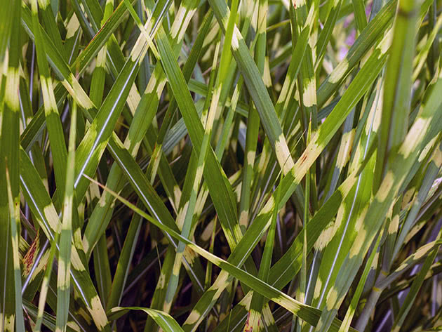 Мискантус китайский / Miscanthus sinensis