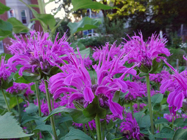 Planting and care for monarda