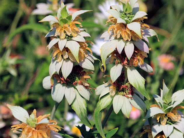 Монарда точечная / Monarda punctata