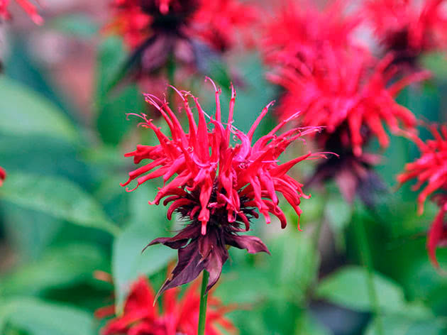 Монарда двойчатая / Monarda didyma