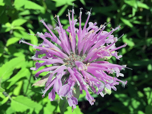 Монарда дудчатая, или трубчатая / Monarda fistulosa
