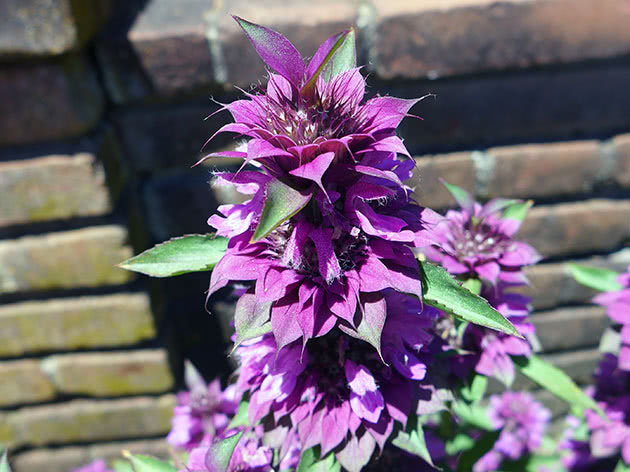 Монарда гибридная / Monarda х hybrida